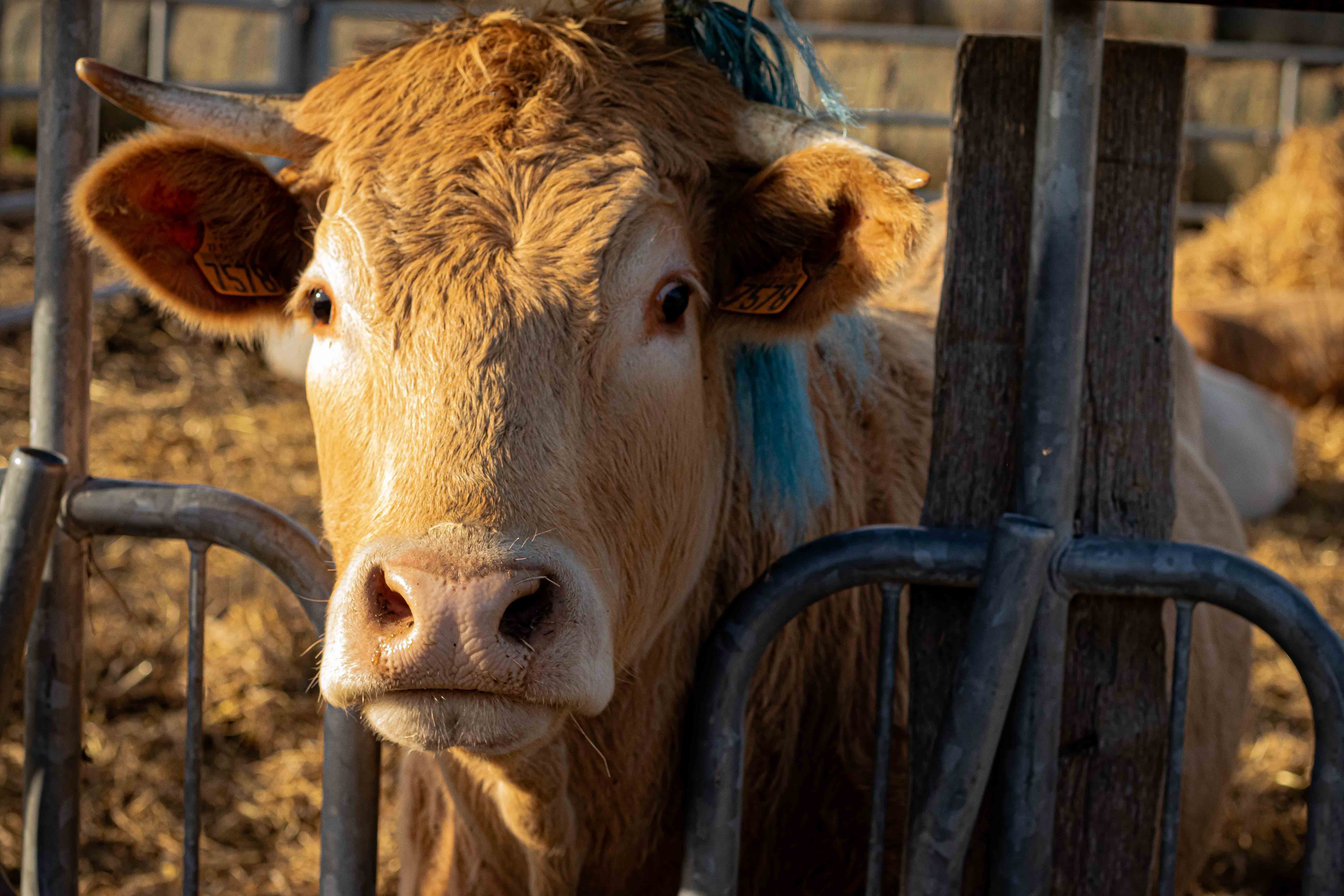 Photo d'une vache de face